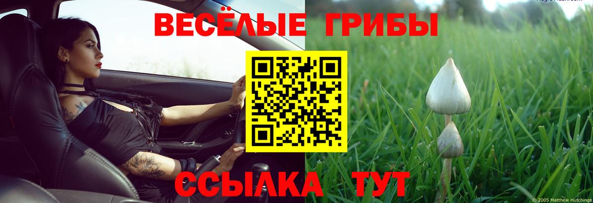 Заволжье  Галлюциногенные грибы Psilocybe  Вход с VPN  где можно купить наркотик  Псилоцибиновые грибы прущие грибы 